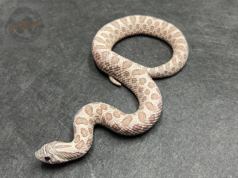 Arctic Lavender Het Coral