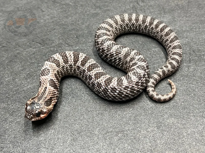 Super Arctic Sable Het Sunburst
