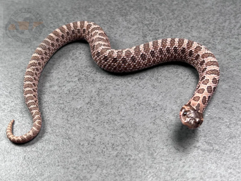 Sable Het Albino 66% Het Ax