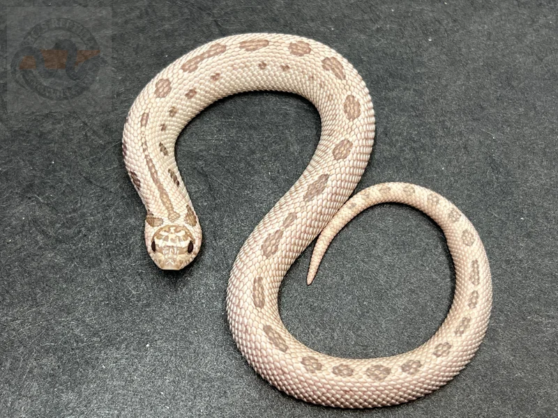 Super Arctic Conda Toffeebelly 50% Het Mai Tai