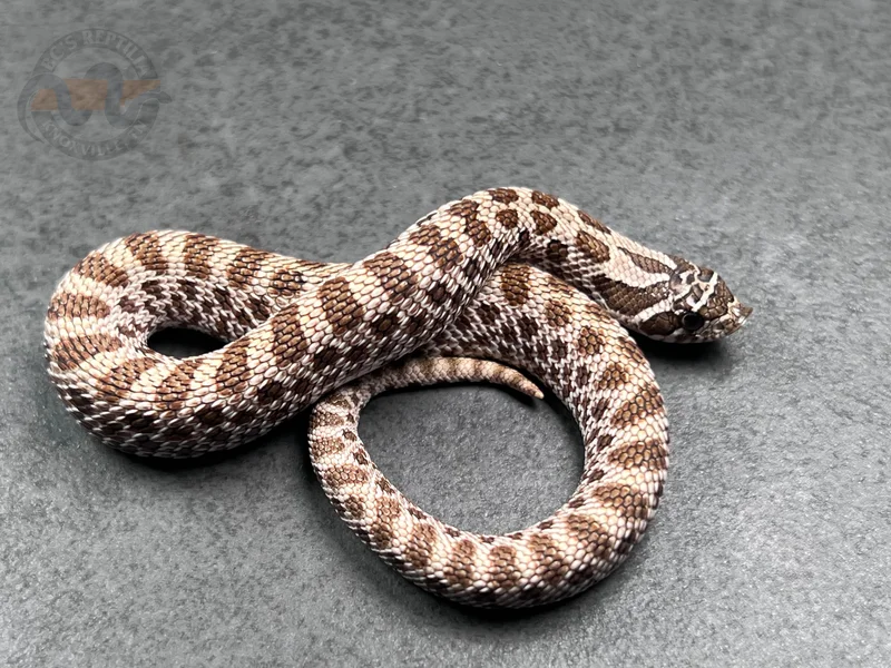 Arctic Het Lavender 66% Het Coral
