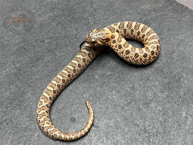 Arctic Sable Het Mai Tai