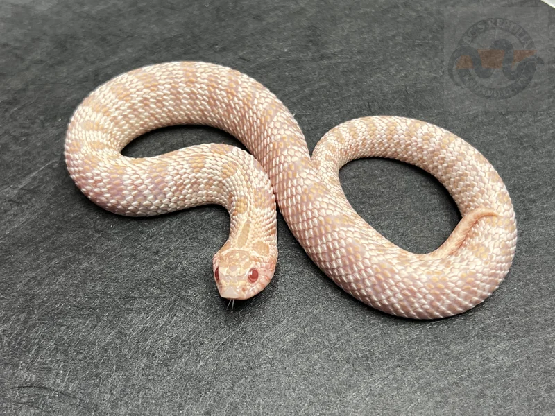 Super Arctic Albino Het Sunburst
