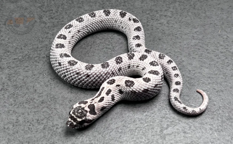 Super Arctic Conda Sable Het Mai Tai (RBE)