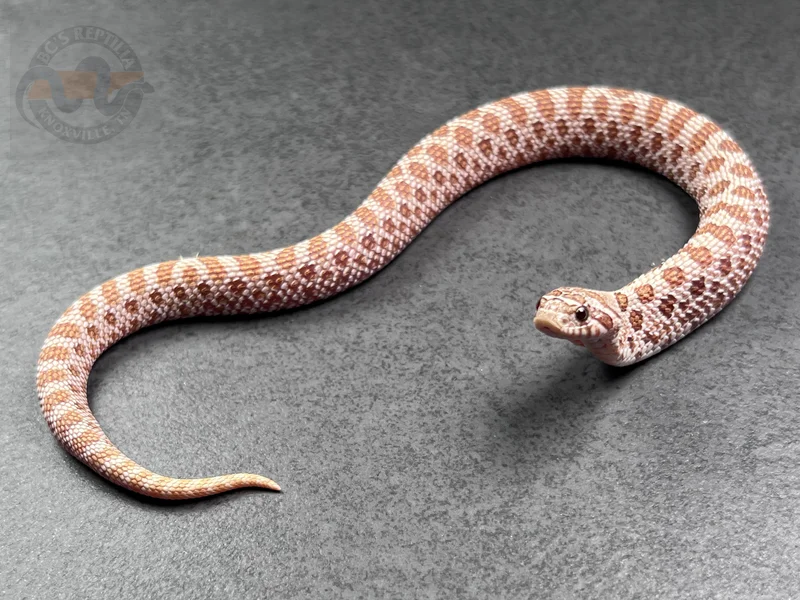 Arctic RBE Pastel Toffeebelly Het Mai Tai