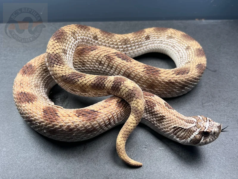 Arctic Conda Het Toffeebelly 
