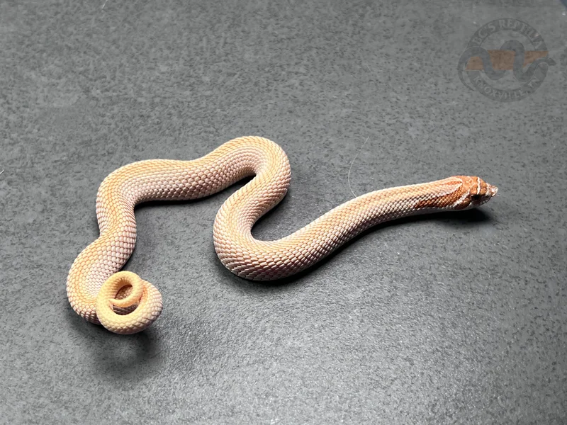 SuperConda RBE Pastel Toffeebelly Het Mai Tai