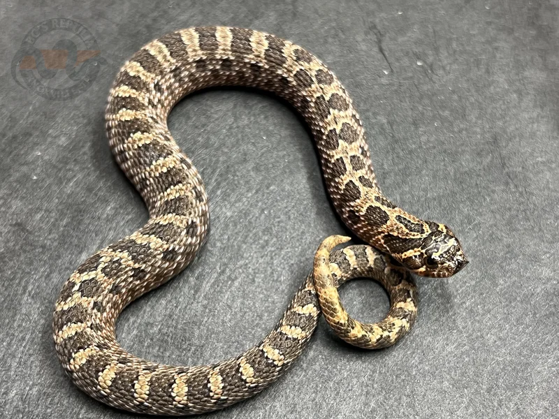 Arctic Sable Het Sunburst