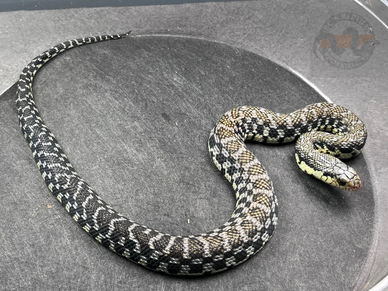 USCBB Malagasy Giant Hognose