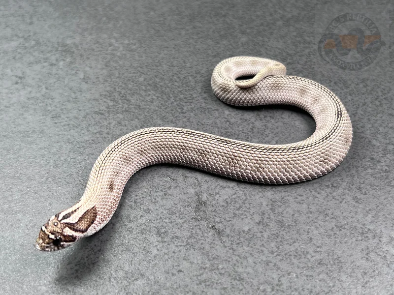 Arctic Conda DH Mai Tai (RBE)