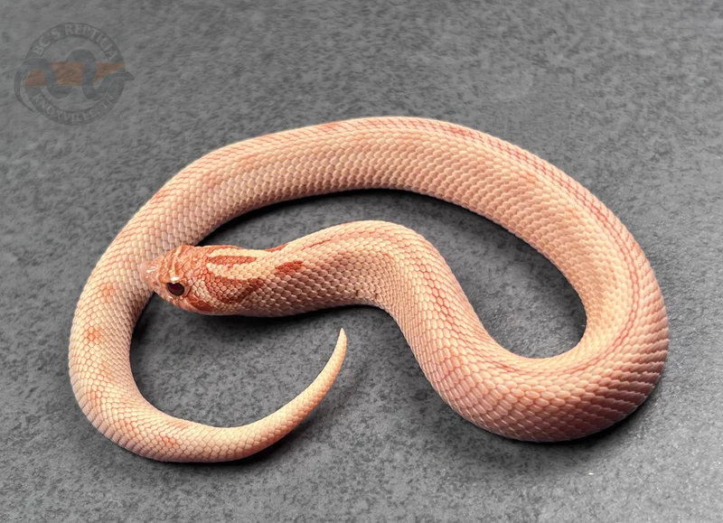 Arctic Conda Mai Tai (RBE)
