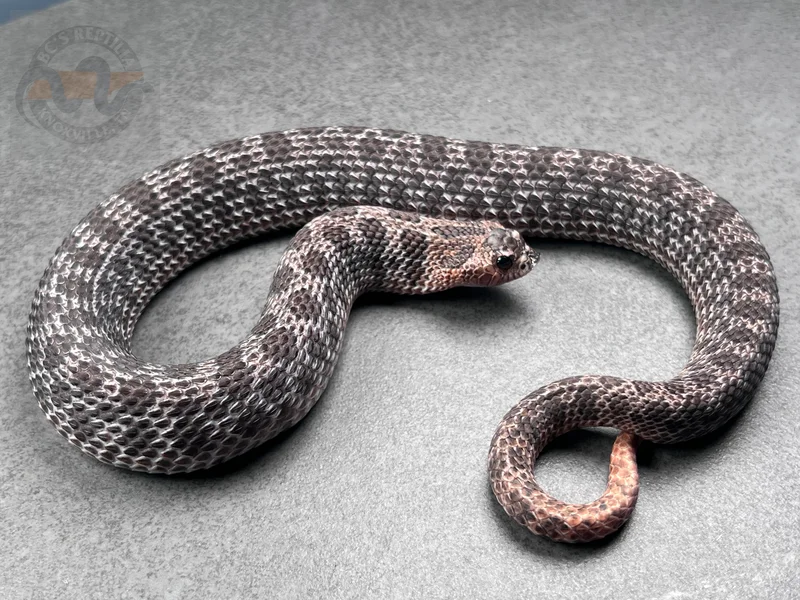 Super Arctic Sable Het Sunburst