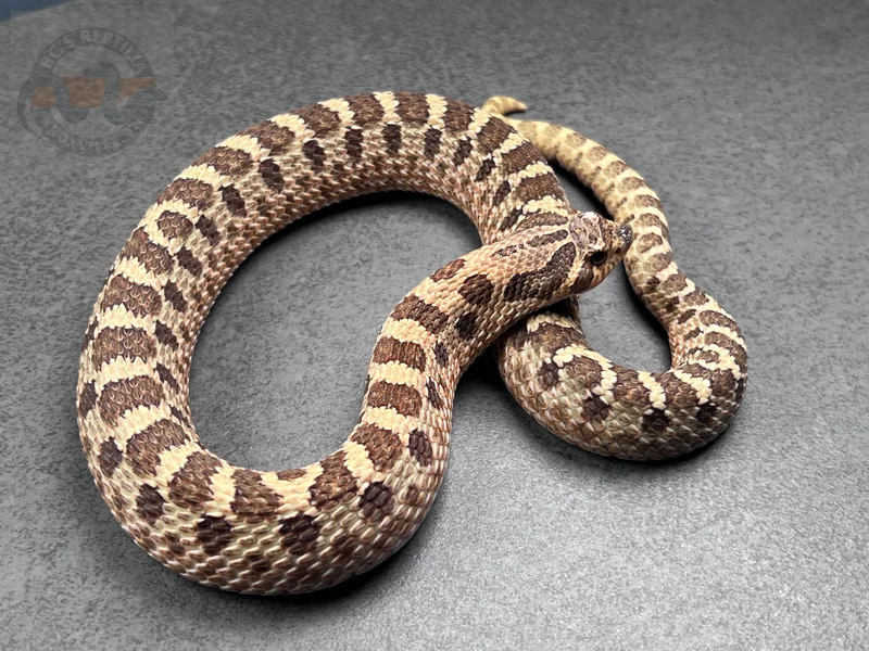 Arctic Sable Het Mai Tai