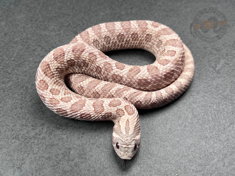 Arctic Lavender Het Coral