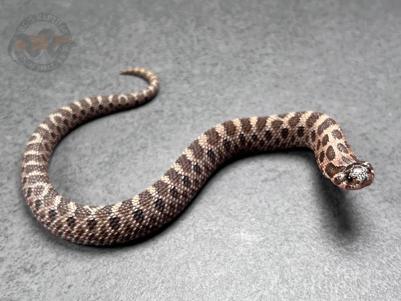 Sable Het Sunburst (Extreme Red Lineage)