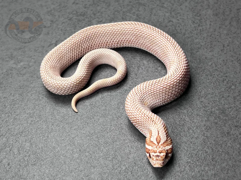 Arctic Conda Toffeebelly Het Mai Tai (RBE)