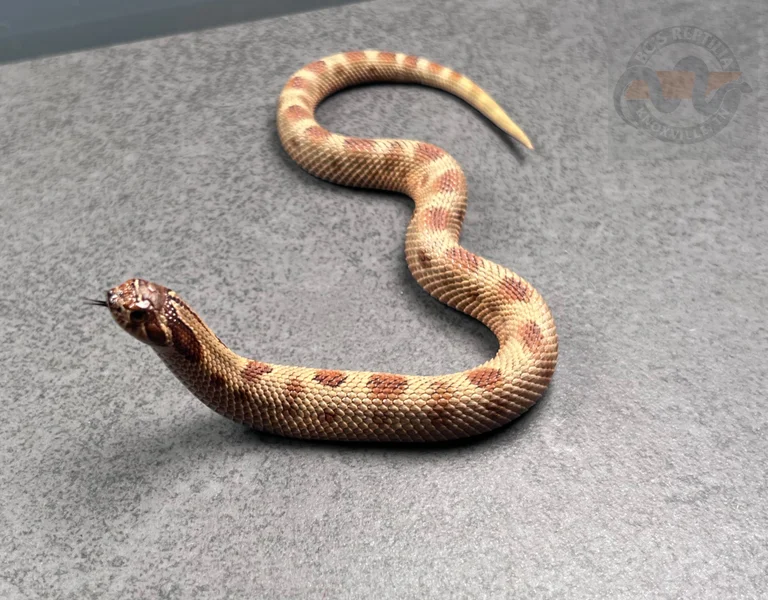 Arctic Conda Sable Het Mai Tai (RBE)