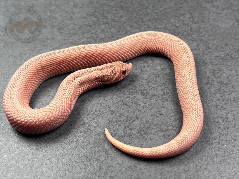 Arctic Conda Mai Tai (RBE)