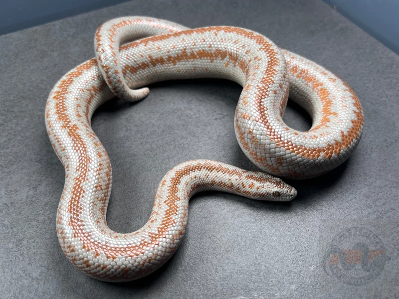 Rosy Boa: Pioneer Town X Cabazon