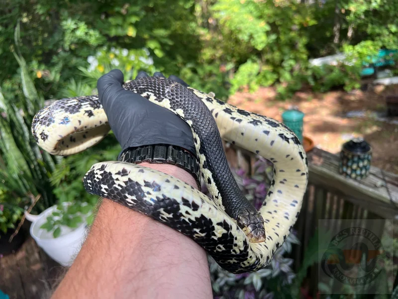 Malagasy Giant Hognose Proven Pair #1