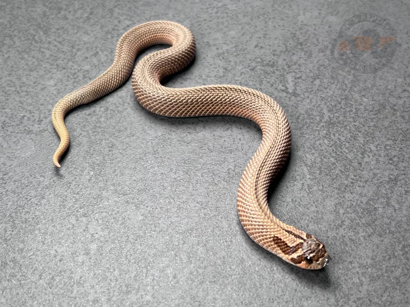 Super Arctic Conda Sable Het Mai Tai (RBE)