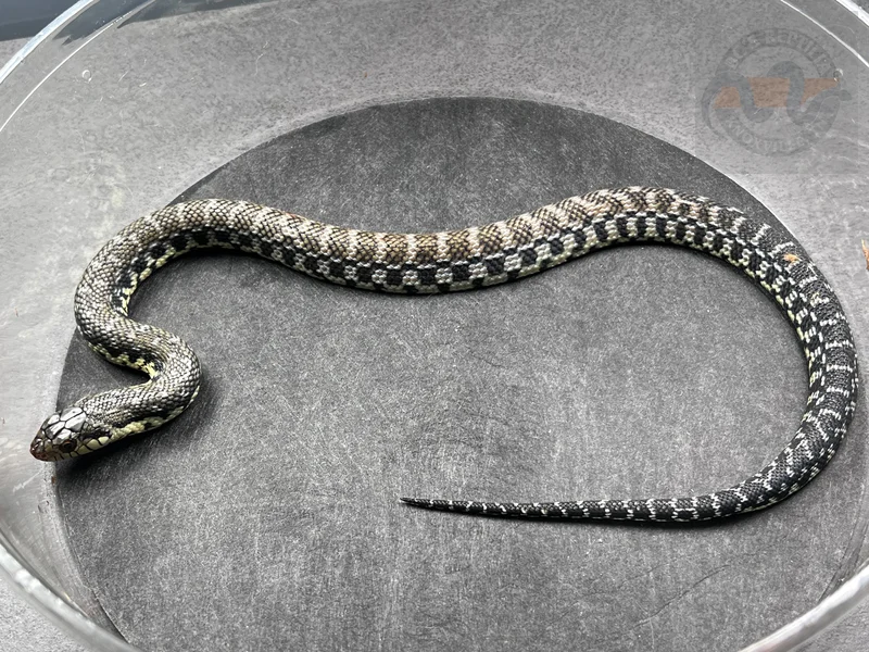 USCBB Malagasy Giant Hognose