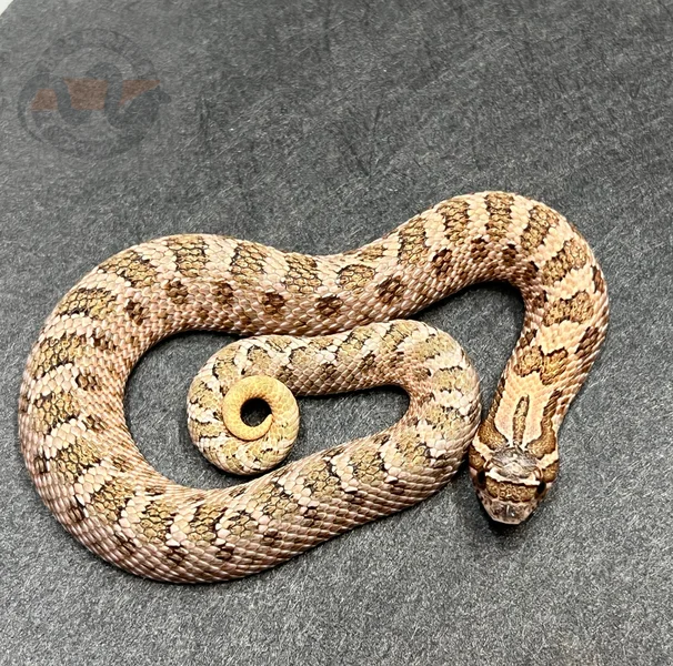 Arctic Sable Het Mai Tai