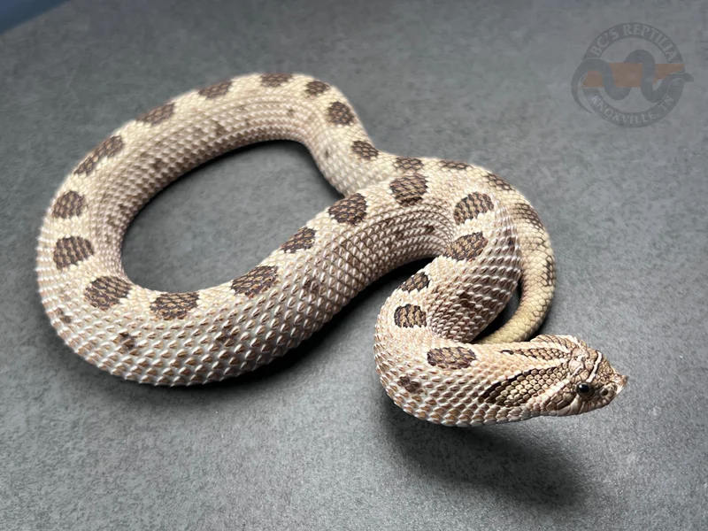 Arctic Conda Het Coral