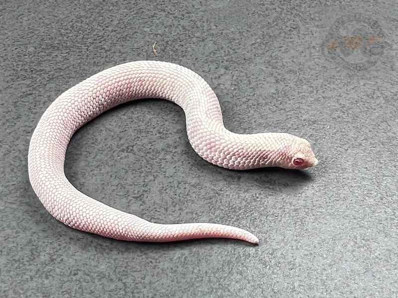 Yeti (Conda Snow) *Pet Only