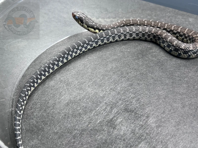 USCBB Malagasy Giant Hognose