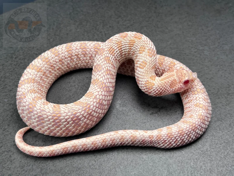 Super Arctic Albino Het Sunburst