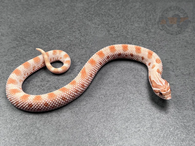 Conda RBE Pastel Toffeebelly Het Mai Tai
