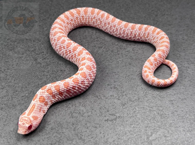 PL ER Super Arctic Albino Het Sunburst