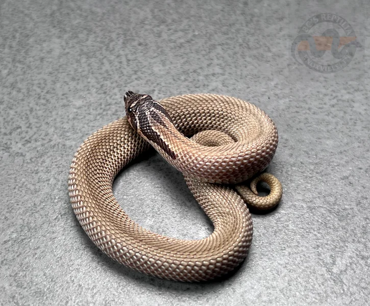 Superconda Sable Het Sunburst (Red Lineage)