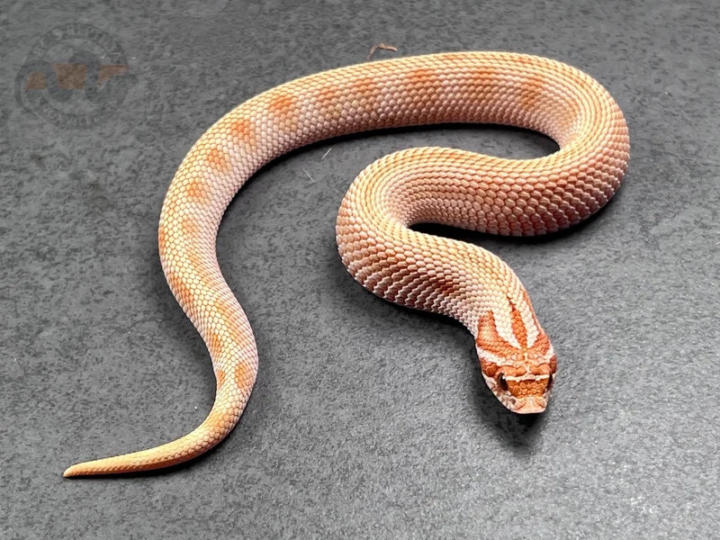 Conda Toffeebelly Het Mai Tai (RBE)