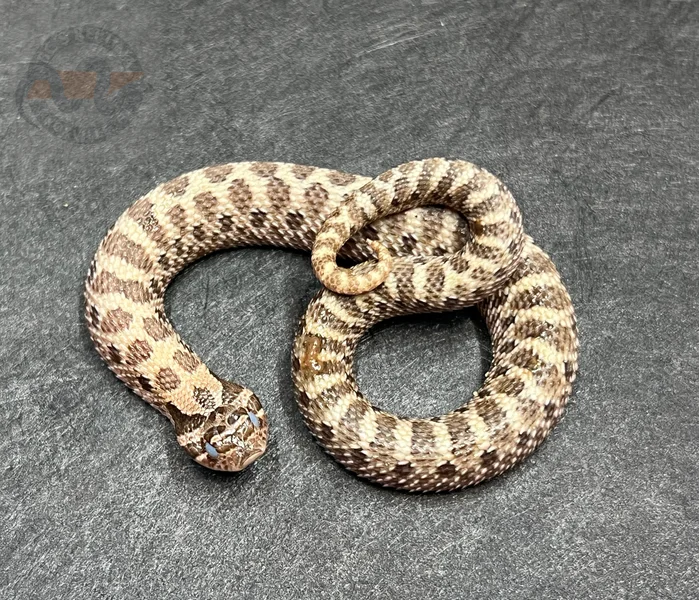 Sable Het Sunburst