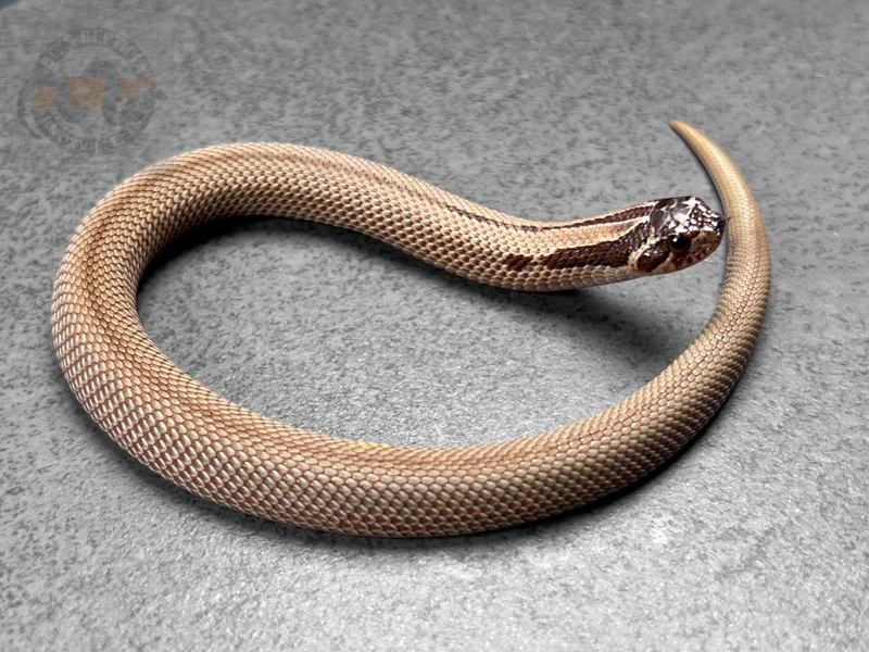 Superconda Sable Het Sunburst (Red Lineage)