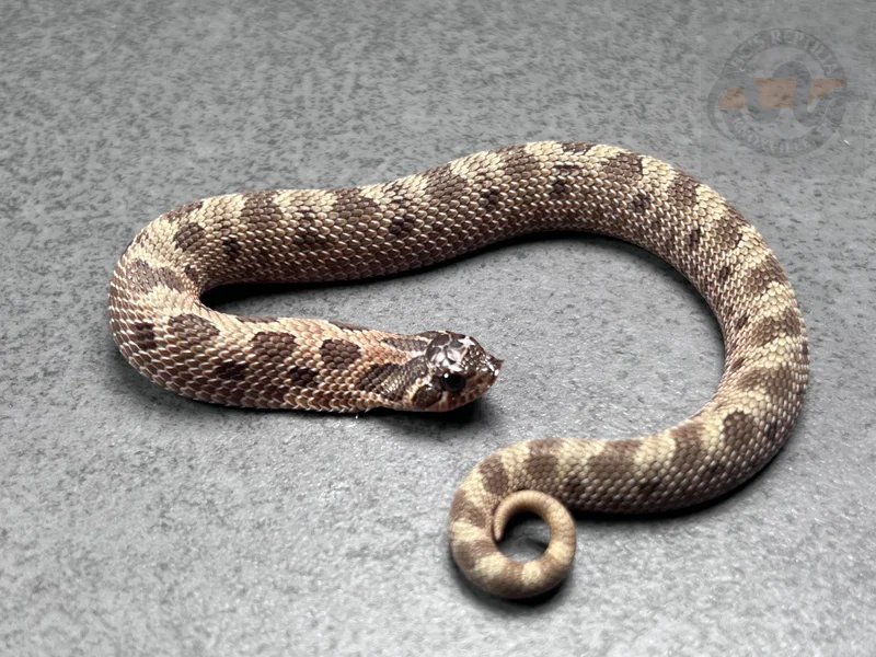 Conda Sable Het Sunburst (Extreme Red Lineage)