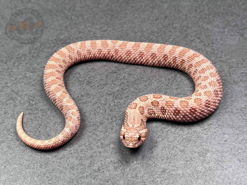 RBE Pastel Mai Tai