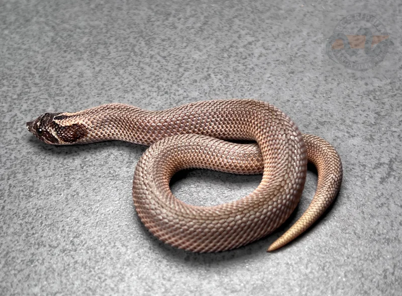 Superconda Sable Het Sunburst