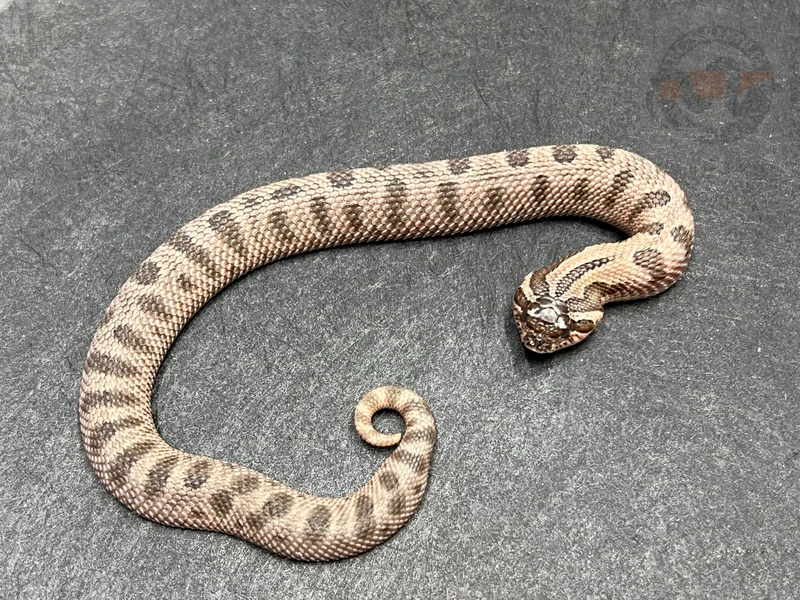 Arctic Conda Sable Het Mai Tai