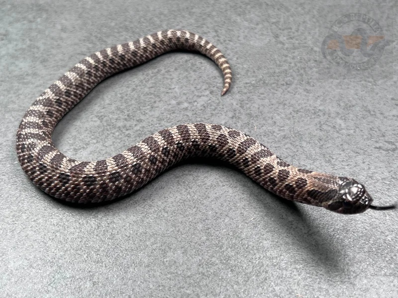 Sable Het Sunburst