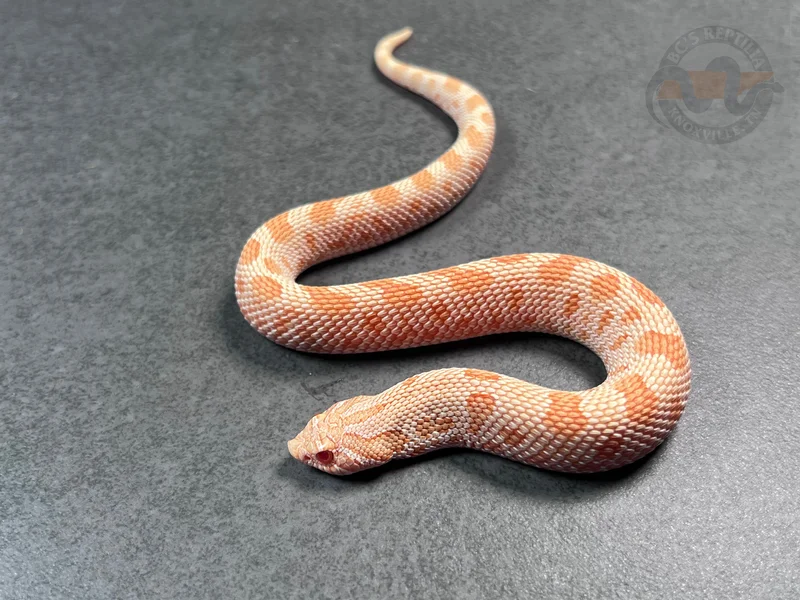 Albino Conda Het Sunburst