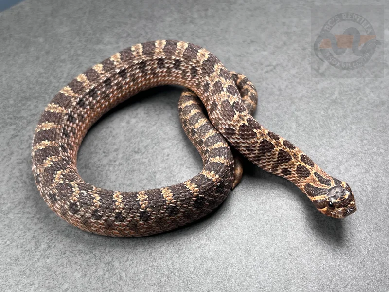 Arctic Sable Het Sunburst