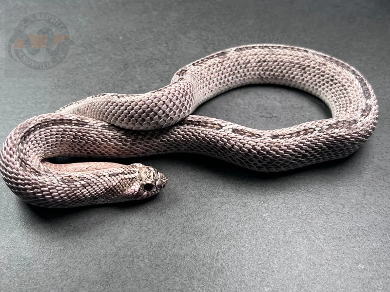 Super Arctic Conda Het Lavender 50% Het PPA