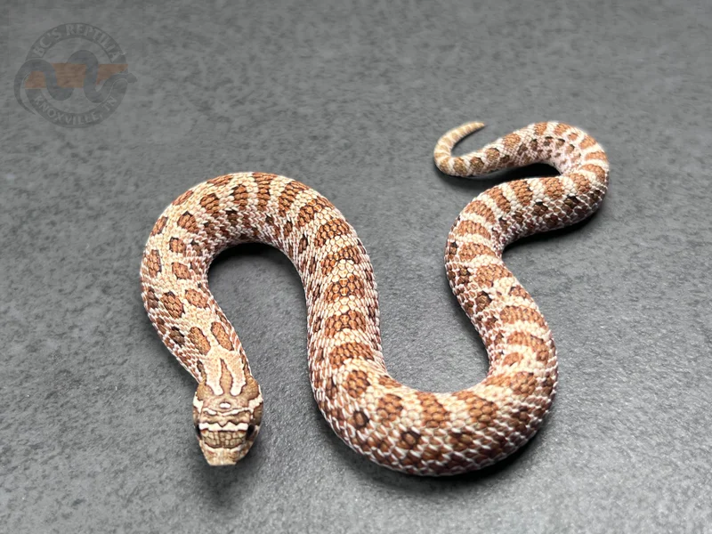 Arctic Het Lavender 66% Het Coral