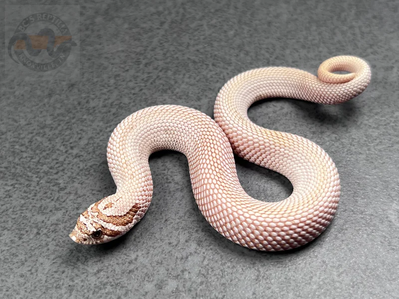 Arctic SuperConda RBE Pastel Toffeebelly Het Mai Tai