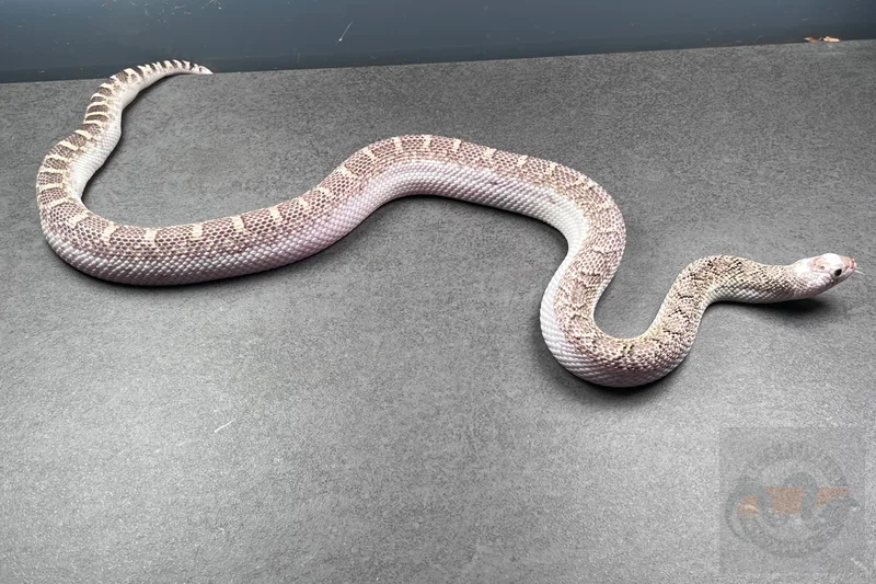 Whiteside Het Axanthic (Multi Het)