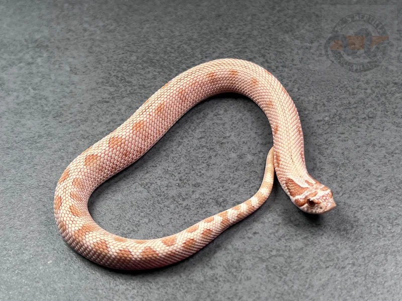 Arctic Conda Toffeebelly Het Mai Tai