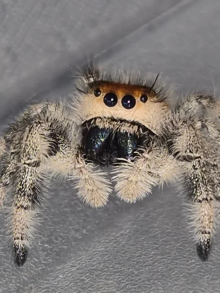 Regal Jumping Spider